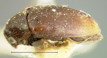 Media type: image;   Entomology 32888 Aspect: habitus lateral view